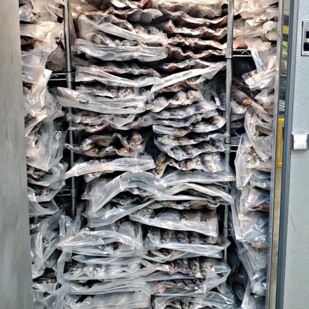 Frozen Bait---CALL FOR QUOTE!!!