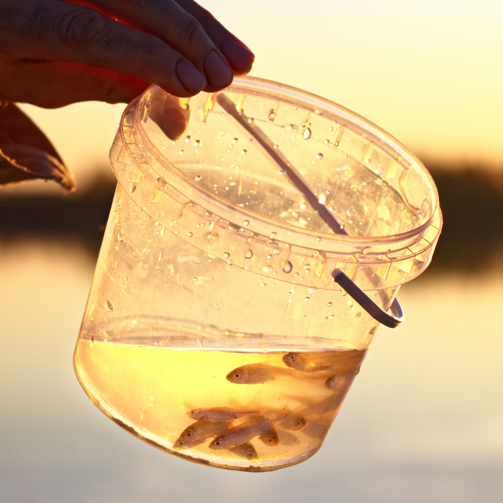 Live Bait---CALL FOR QUOTE!!!