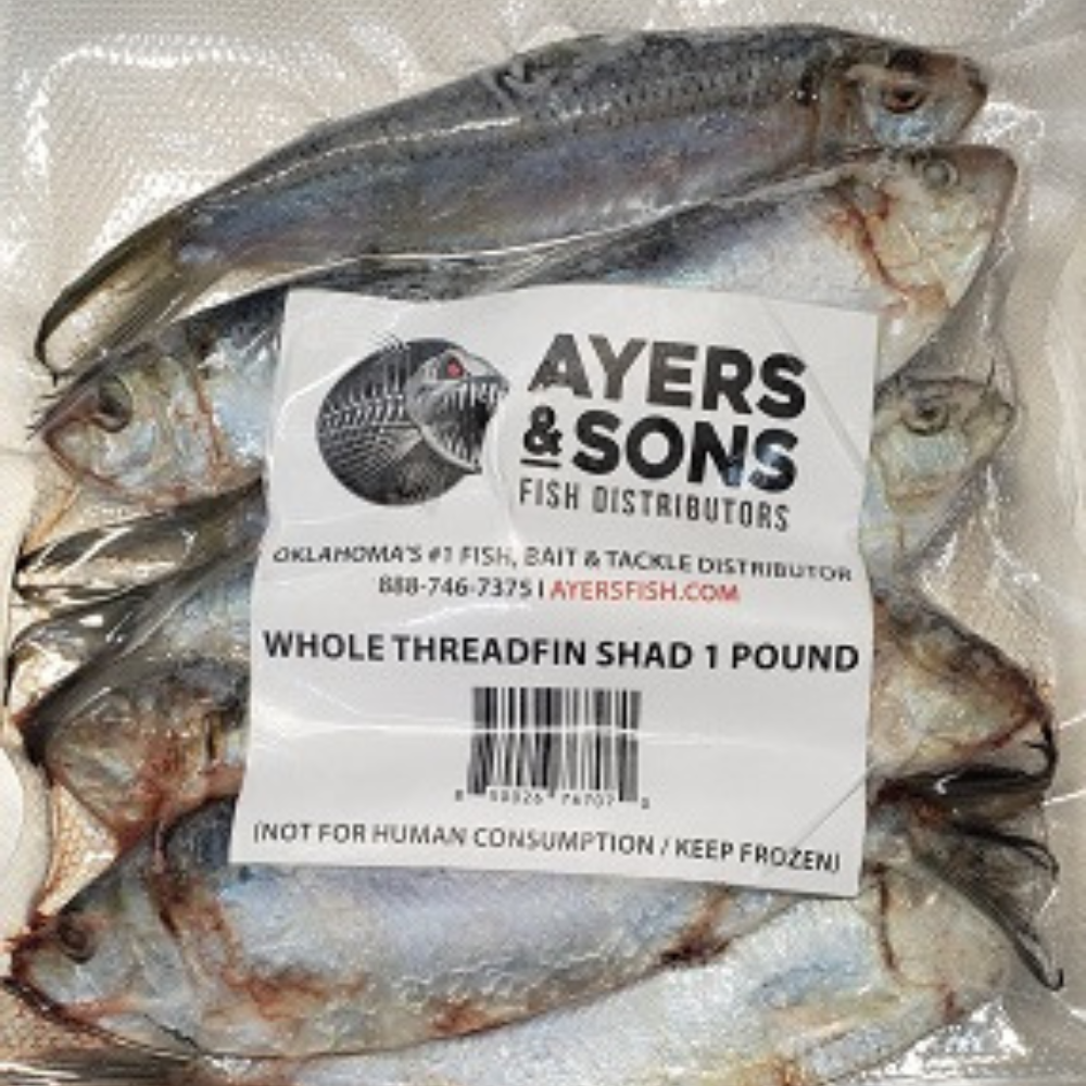 Threadfin Shad 6"-8" 1 Pound Packages