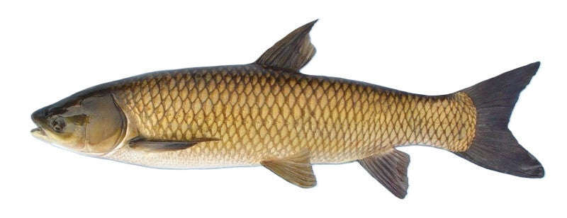 A&S Triploid Grass Carp (10"-12") / Case of 6 with Expedited Shipping