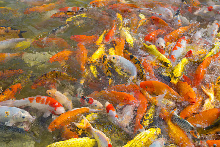 A&S Koi (4"-6") / 4 Pounds with Expedited Shipping