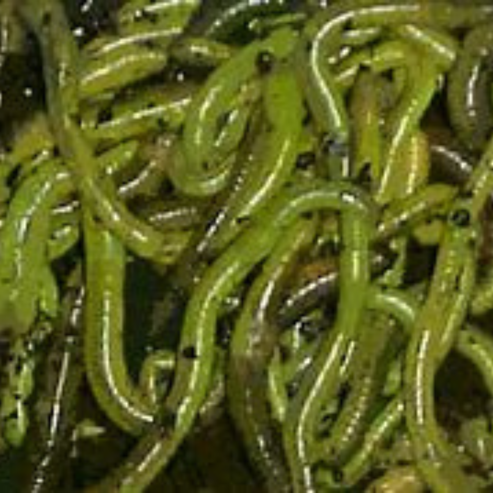 12 Count Green Canadian Nightcrawlers (8 Containers - Shipping Included)