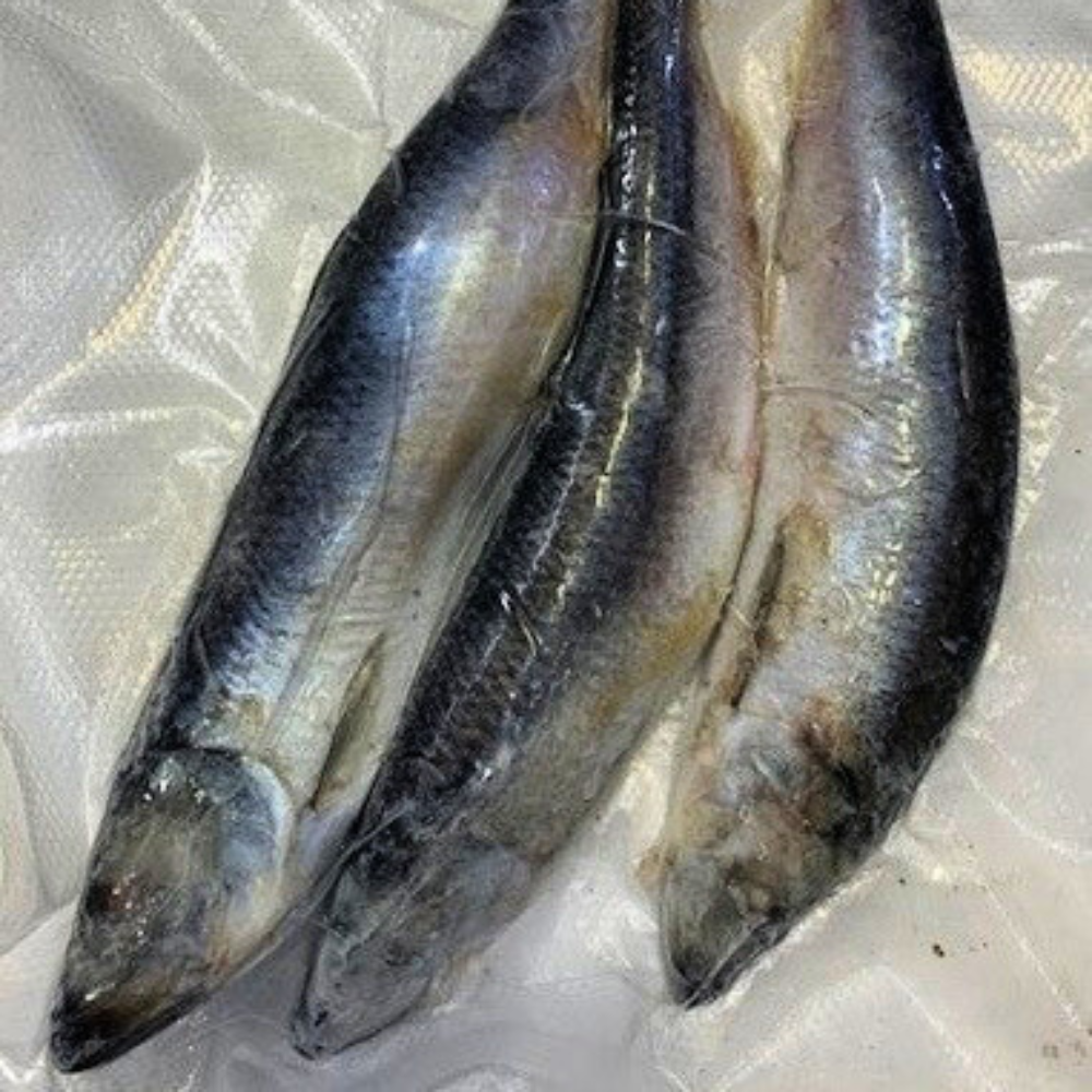 frozen-skipjack-3-pack-premium-frozen-bait