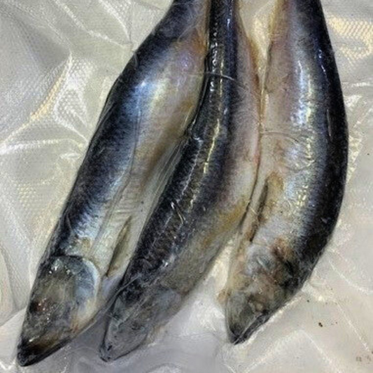 frozen-skipjack-3-pack-premium-frozen-bait