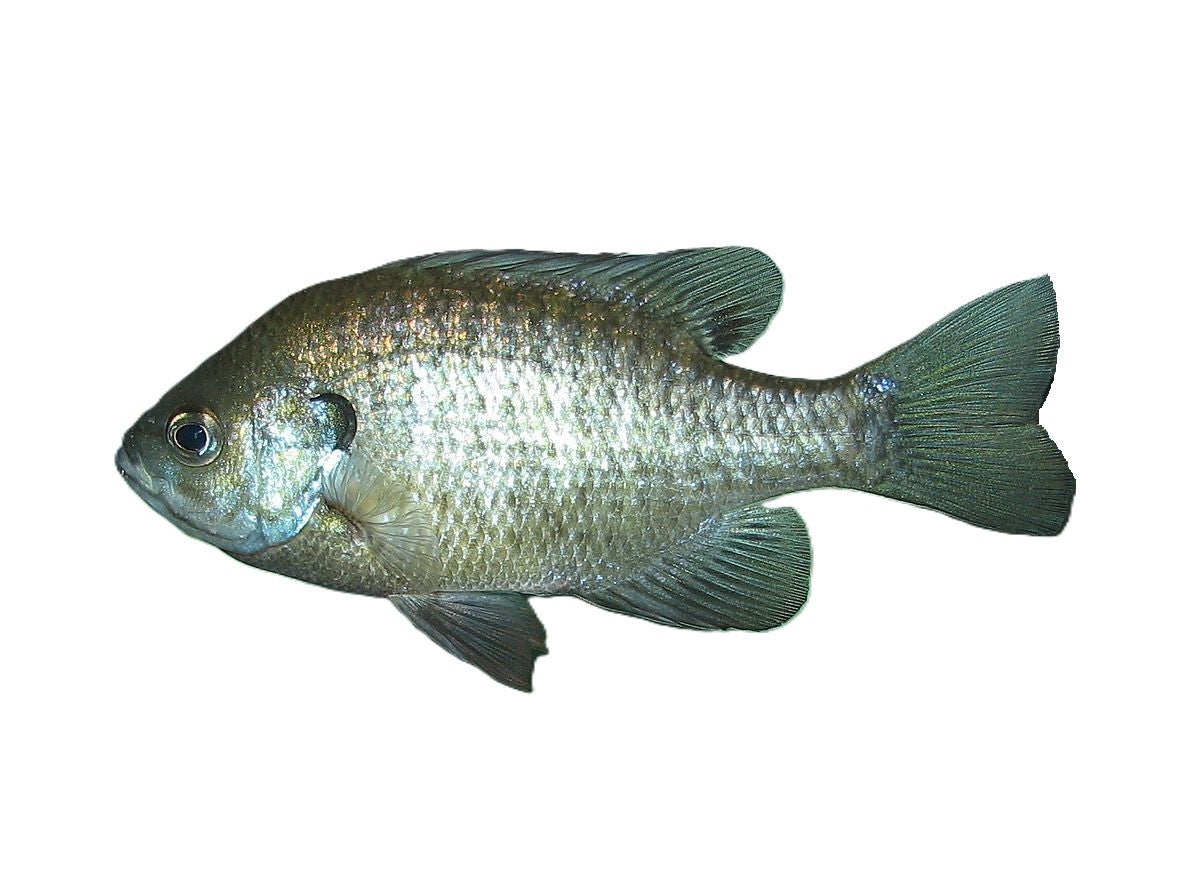 Pondstocking Fish