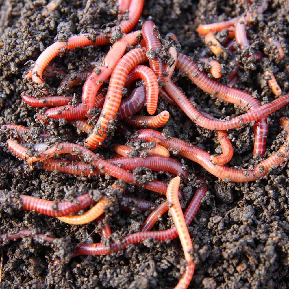 Worms & Nightcrawlers---CALL FOR QUOTE!!!