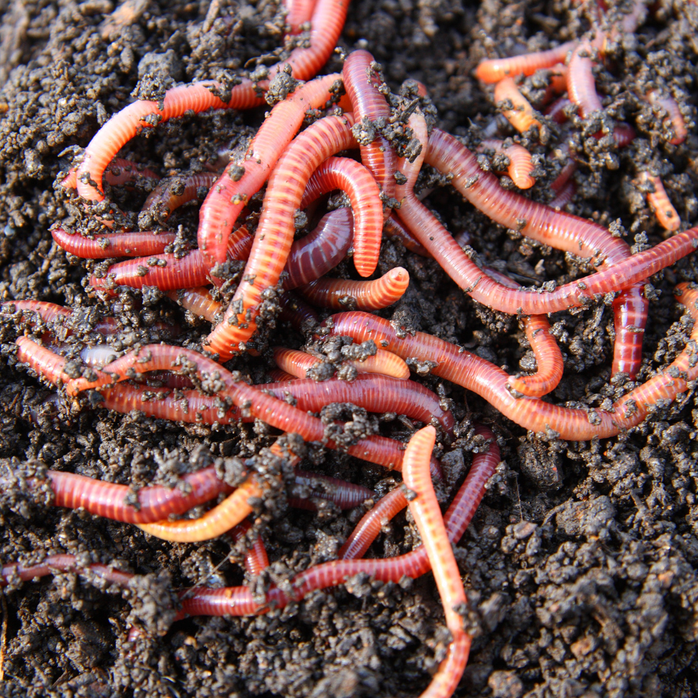 Worms & Nightcrawlers