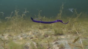 Yamamoto 10" Ichi Worm Floater Purple W/Emerald Fl