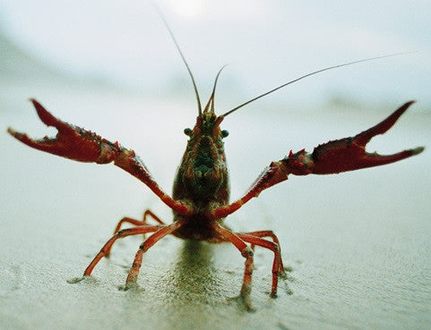 A&S Crawdads (3"-5") / 4 Pounds with Expedited Shipping