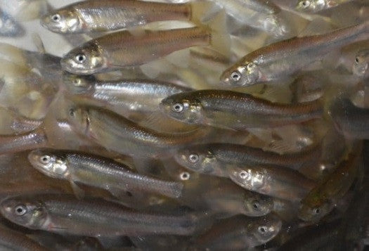 A&S Fathead Minnows (1 1/2"-2 1/2") / 4 Pounds with Expedited Shipping