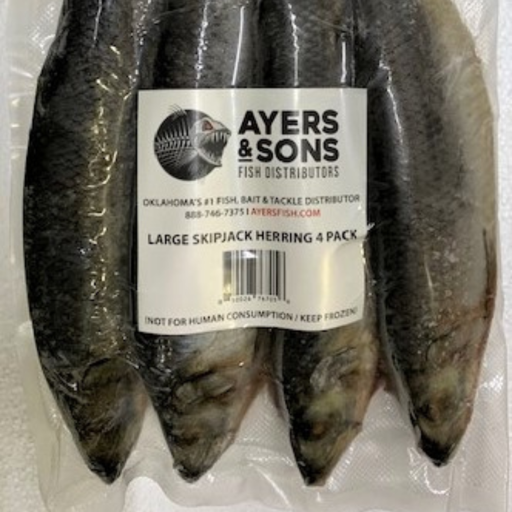 Frozen Skipjack Herring | Large | 4 Per Pack - Case of 4 Packs – Ayers Fish