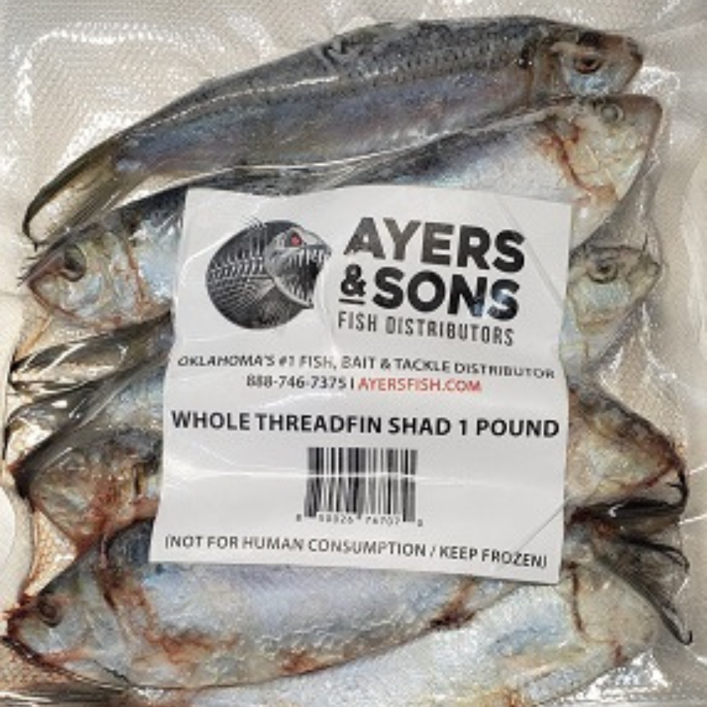 Frozen Threadfin Shad | Frozen Bait for Saltwater & Freshwater Fishing ...