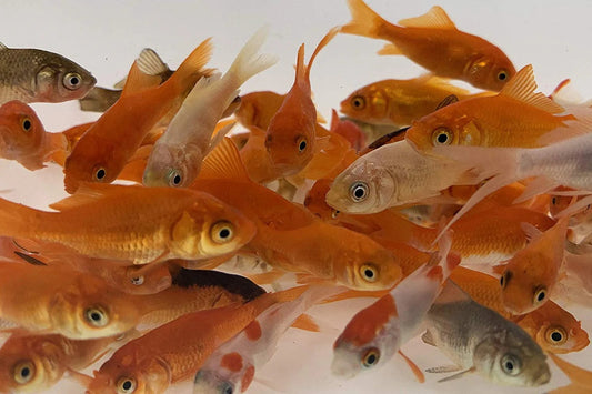 A&S Feeder Goldfish (1"-1 1/2") / Case of 1000 with Expedited Shipping