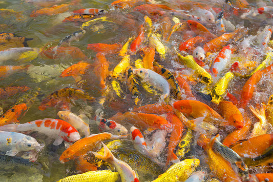 A&S Koi (4"-6") / 4 Pounds with Expedited Shipping