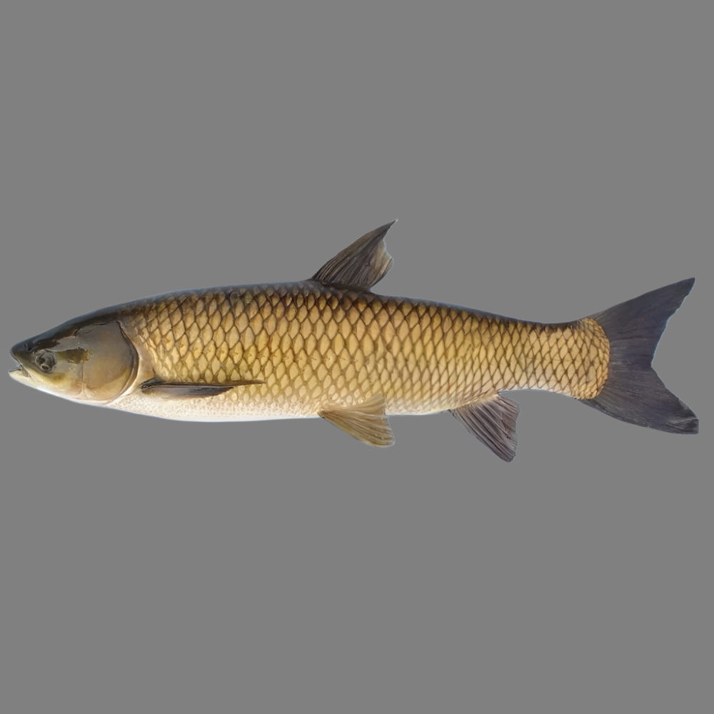 Grass Carp