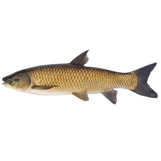 Grass Carp