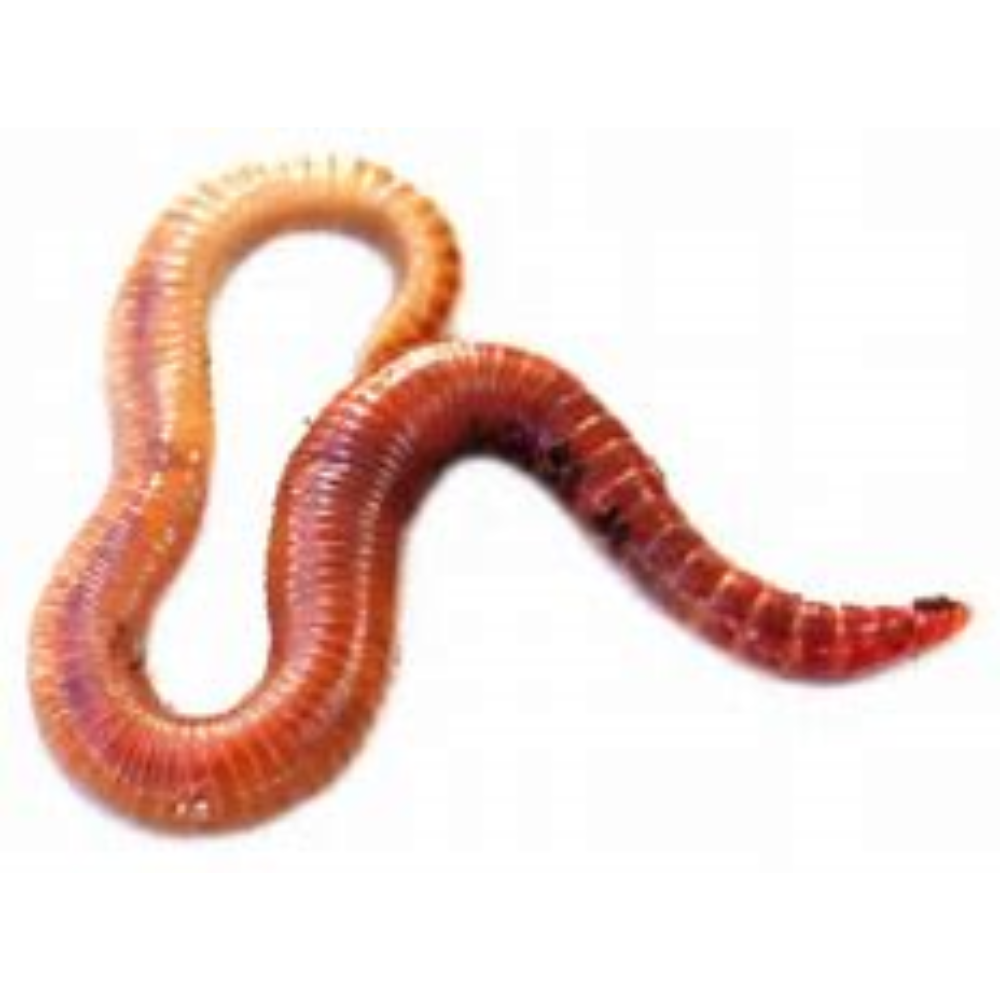 24 Count Red Wigglers / 8 Containers (Price Includes Shipping)