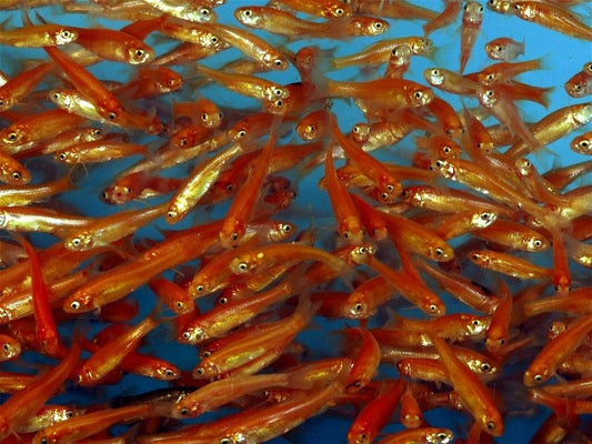 A&S Rosy Red Minnows 1 1/2"-2 1/2" per Pound Live Bait