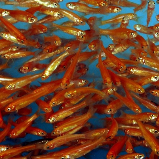 Rosy Red Minnows