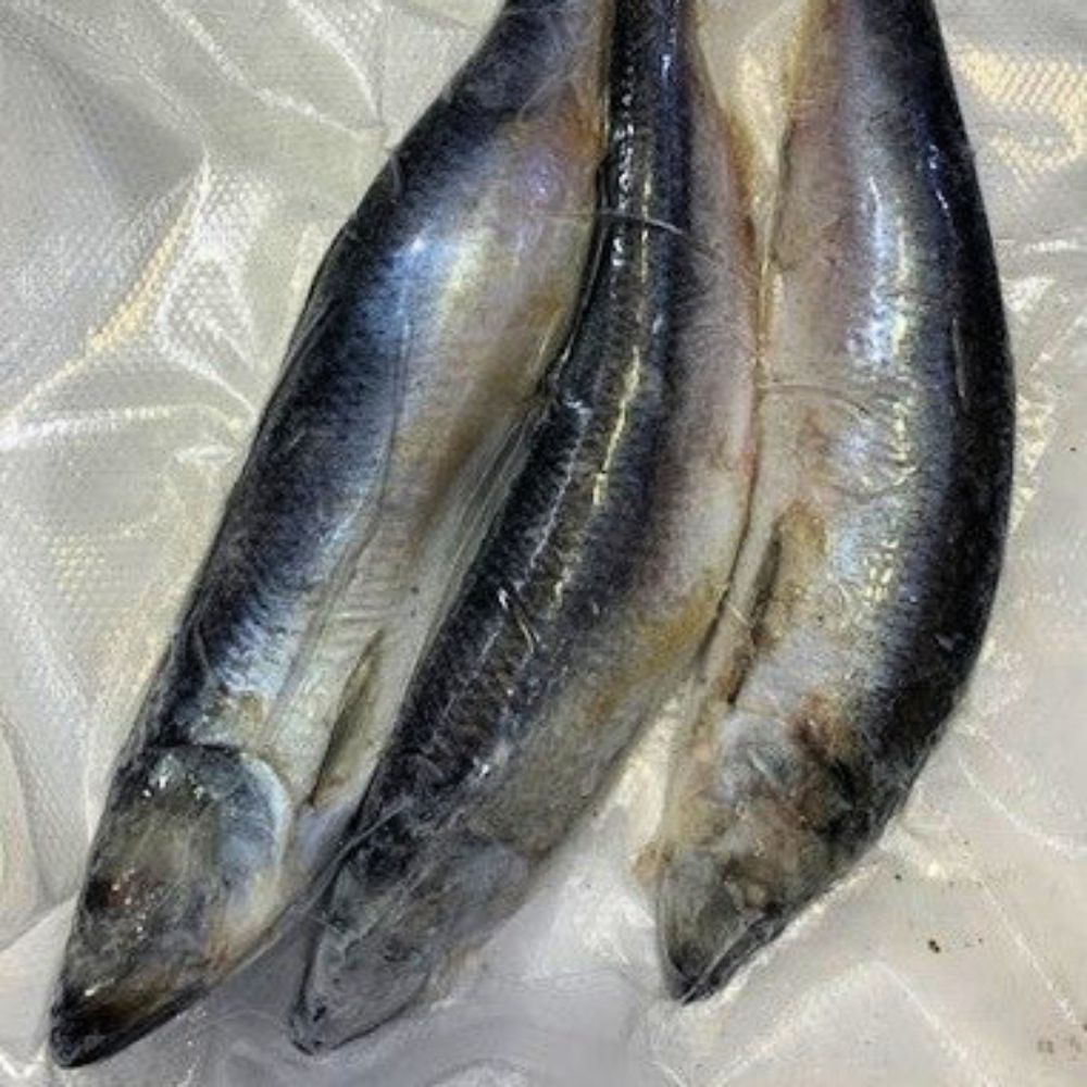 Frozen Skipjack Herring | Large | 3 Per Pack - Case of 6 Packs – Ayers Fish