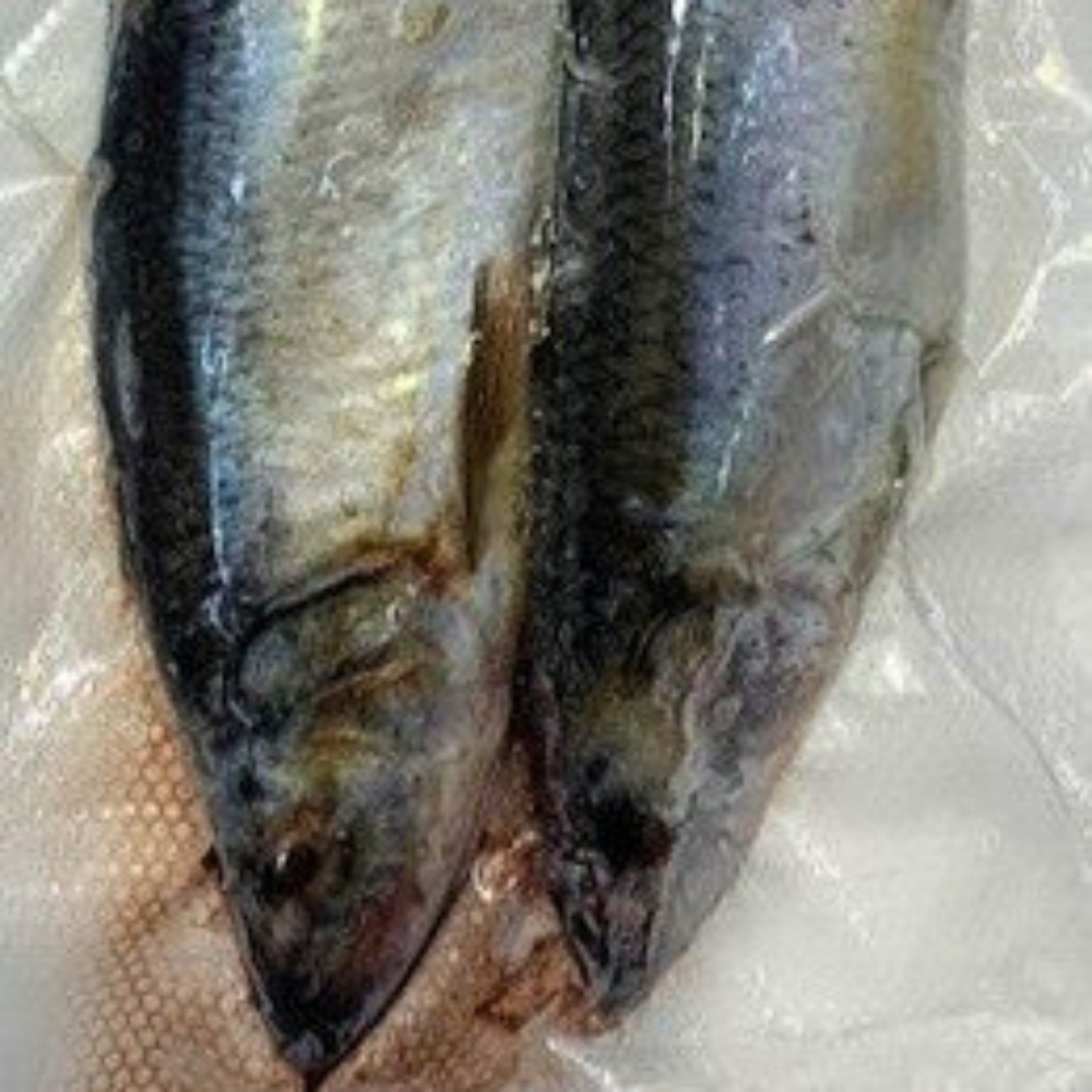 Frozen Skipjack Herring | Large | 2 Per Pack - Case of 8 Packs – Ayers Fish